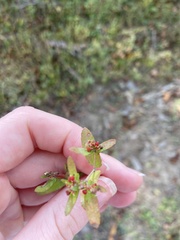 Euphorbia nutans
