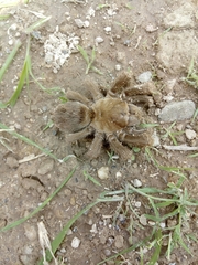 Theraphosinae