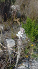 Trachyandra hirsutiflora