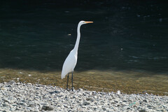 Ardea alba