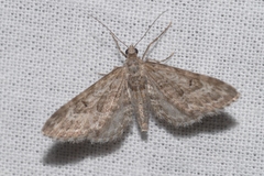 Eupithecia nanata