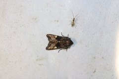 Euplexia benesimilis