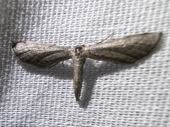 Euacidalia brownsvillea