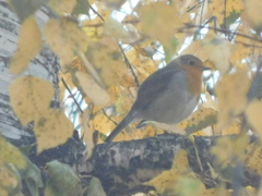 Erithacus rubecula