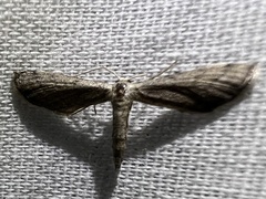 Euacidalia brownsvillea