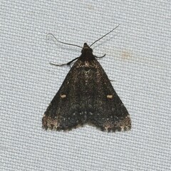 Tetanolita mynesalis