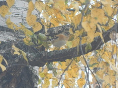 Fringilla montifringilla