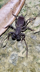 Typopeltis crucifer
