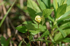 Vigna angularis nipponensis