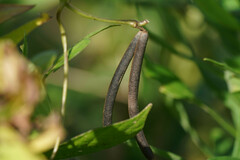 Vigna angularis nipponensis