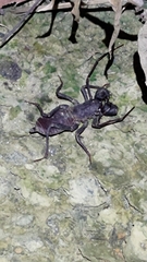 Typopeltis crucifer