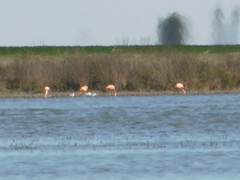 Phoenicopterus chilensis