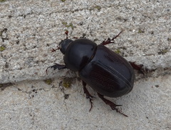 Heteronychus arator
