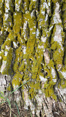 Chrysothrix candelaris