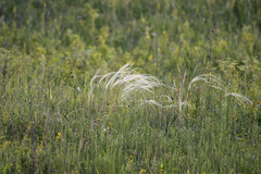 Stipa tirsa