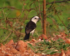 Fluvicola albiventer