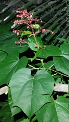 Clerodendrum japonicum