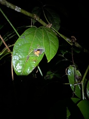 Dycladia