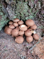 Pholiota squarrosa