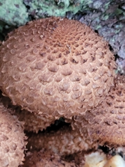 Pholiota squarrosa