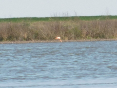 Phoenicopterus chilensis