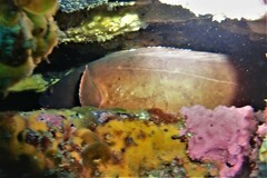 Lotella rhacina