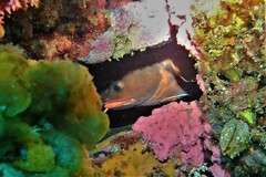 Lotella rhacina