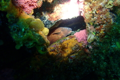 Lotella rhacina