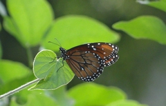 Danaus eresimus