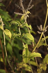 Mentha longifolia
