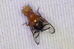 Paraterellia superba
