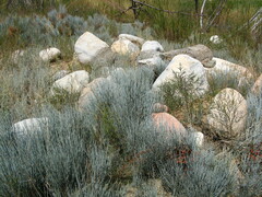 Ephedra intermedia