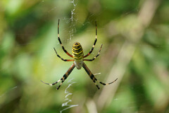 Argiope bruennichi