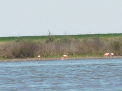 Phoenicopterus chilensis