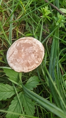 Clitocybe rivulosa