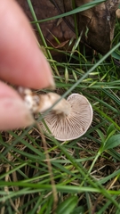 Clitocybe rivulosa