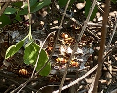 Polistes dorsalis neotropicus