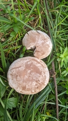 Clitocybe rivulosa