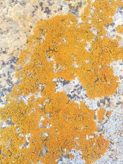 Candelariella rosulans