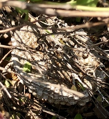 Polistes dorsalis neotropicus