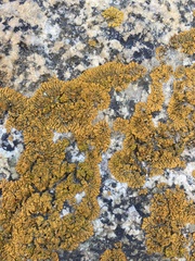Candelariella rosulans