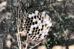 Polistes dorsalis neotropicus