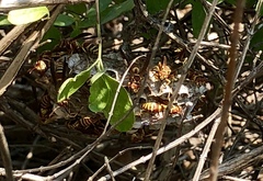 Polistes dorsalis neotropicus