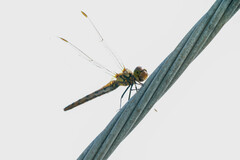 Sympetrum frequens