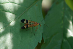 Panorpa japonica