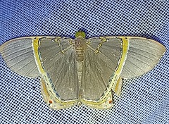 Phrygionis privignaria