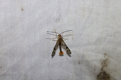 Synanthedon acerni