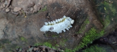 Megalopyge