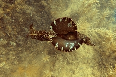 Aplysia fasciata