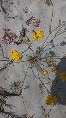 Gymnodiscus capillaris